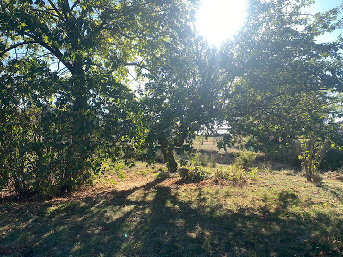 Arbre protégeant du soleil