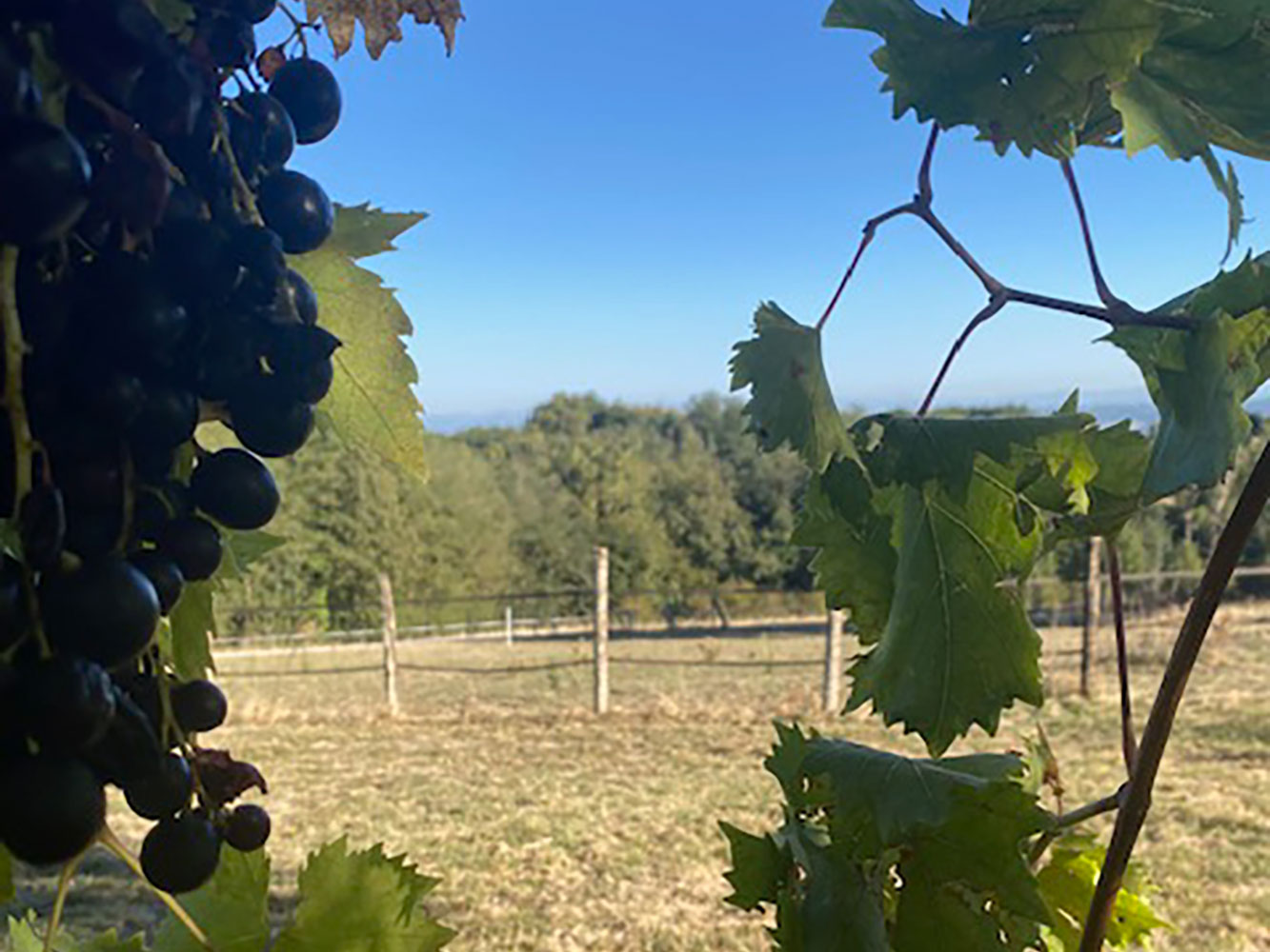Vu des vignes sur le Vercors