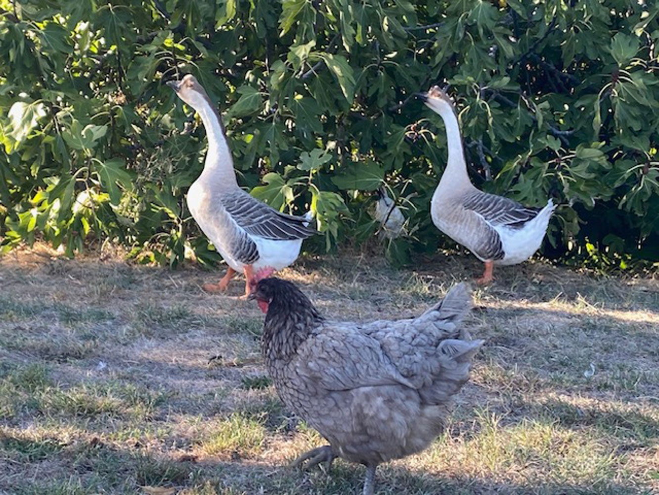 Animaux de la ferme