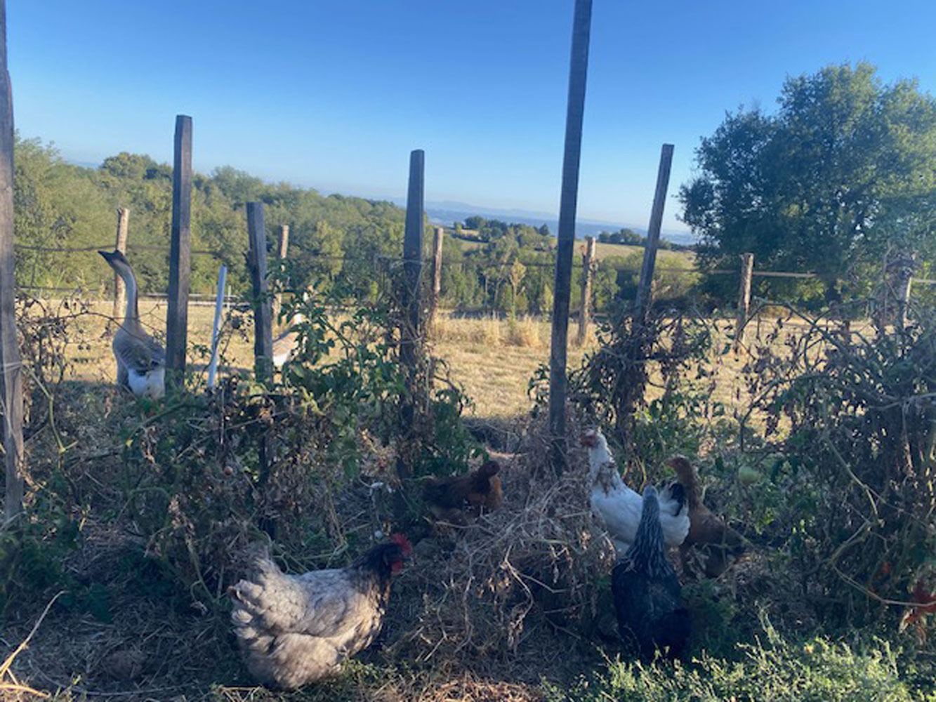 Potager et animaux de la ferme